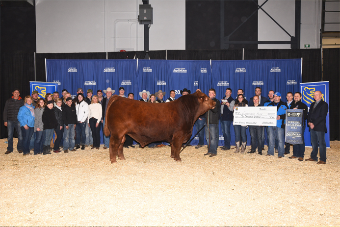 bull canadian impact stands in award ring